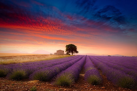 lila Blumen Feld, Lavendel, Feld, Sommer, Bäume, Sonnenuntergang, Wolken, Bauernhof, Blumen, Natur, Landschaft, Frankreich, Provence, HD-Hintergrundbild HD wallpaper