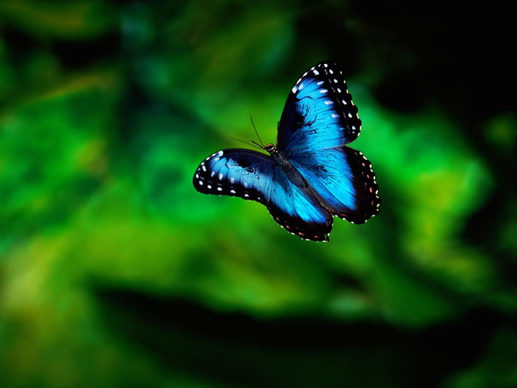 Синя пеперуда, летяща животински фототапет, синя морфо пеперуда, HD тапет