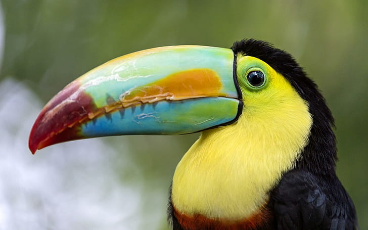 Toucan Bird Look, toucan, bird, look, HD wallpaper