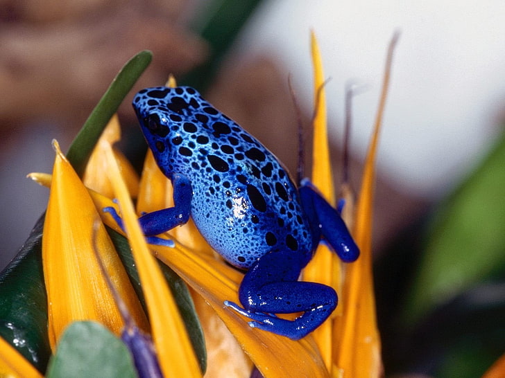 Żaby, Poison Dart Frog, Blue Poison Dart Frog, Frog, Tapety HD