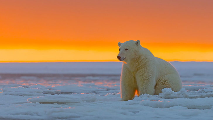 polar bear, orange sky, arctic, bear, tundra, ice, wildlife, sky, polar ice cap, ice cap, snout, HD wallpaper