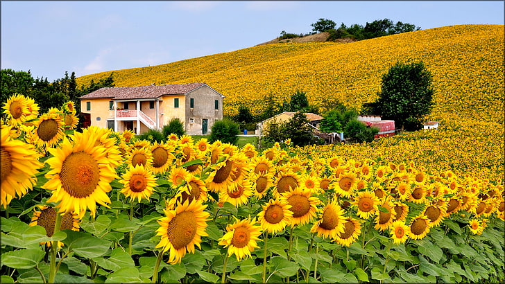 beige painted house and bed of sun flowers, field, the sky, flowers, house, hills, sunflower, Italy, HD wallpaper