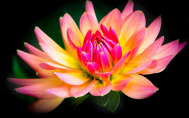 Zdjęcia Flower Yellow And Pink Dahlia z czarnym tłem dla stacjonarnych telefonów komórkowych i laptopów 3840 × 2400, Tapety HD