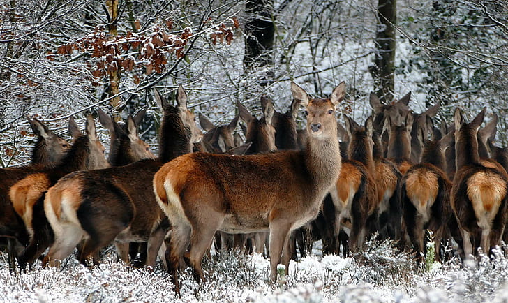 動物、動物、寒さ、田舎、鹿、雌、森林、毛皮、グループ、群れ、自然、アウトドア、レッドディア、ノロジカ、季節、雪、木、野生、野生動物、野生動物の写真、冬、森、 HDデスクトップの壁紙