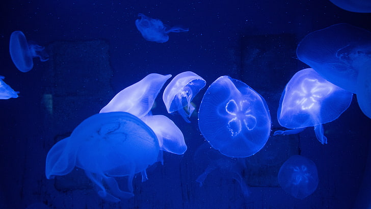 blue jelly fish, jellyfish, underwater, tentacles, HD wallpaper