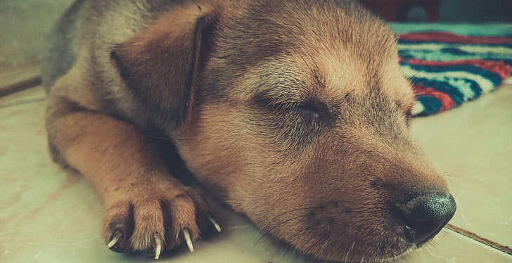 adorável, canino, bonitinho, cão, doméstico, amizade, pele, pouco, mamífero, nariz, animal de estimação, retrato, cachorro, dormir, dormir, HD papel de parede