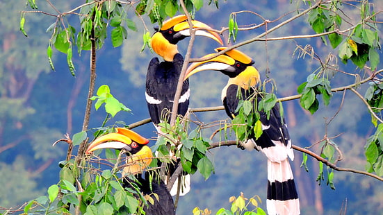 Burung, Rangkong, Hewan, Ranting, Badak Rangkong, Pohon, Wallpaper HD HD wallpaper