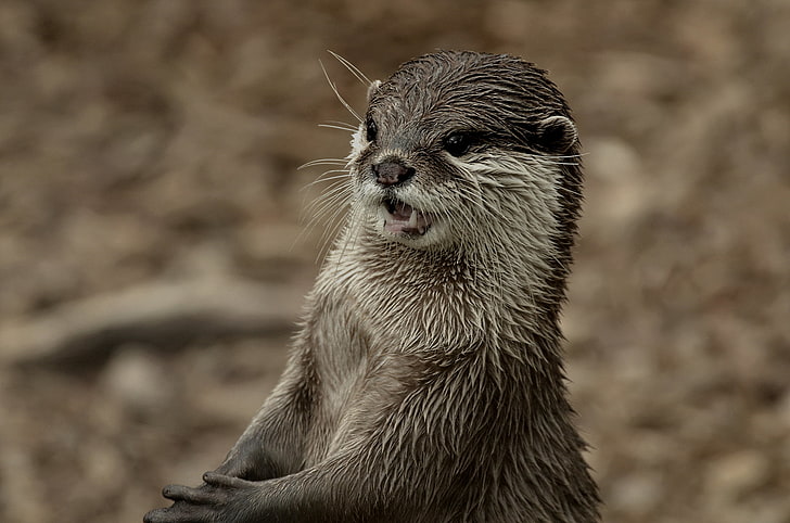 black otter, otter, face, wet, teeth, HD wallpaper