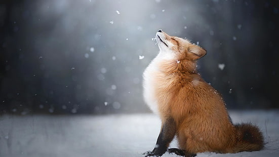 червена лисица, лисица, пейзаж, животни, HD тапет HD wallpaper