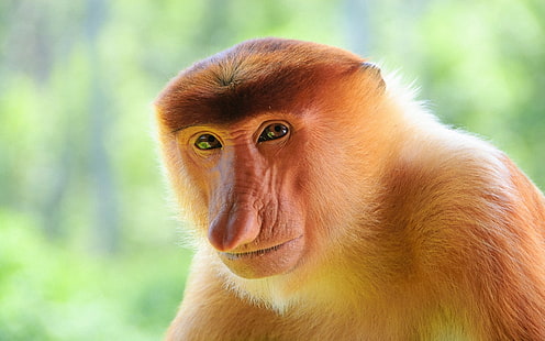 Proboscis monkey close-up, Proboscis, Monkey, HD wallpaper HD wallpaper