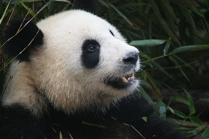 panda, close-up, malas, gigi tajam, binatang, Wallpaper HD