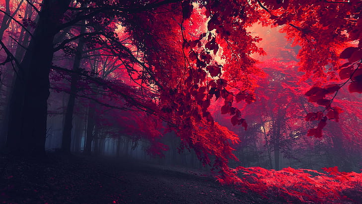dark, leaves, mist, red leaves, trees, forest, landscape, fallen leaves, red, fall, plants, nature, HD wallpaper