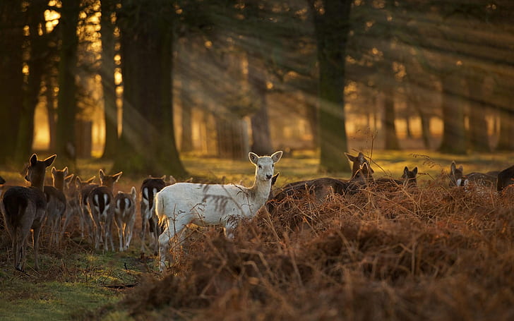 Sunlight, deer, forest, Sunlight, Deer, Forest, HD wallpaper