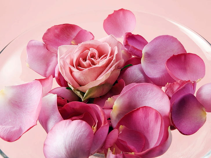 Rose, Knospe, Blütenblätter, Tasse, HD-Hintergrundbild