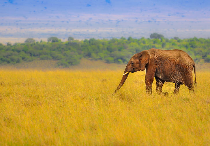 Elephant in Savanna, brown elephant, grass, elephant, savanna, nature, africa, HD wallpaper