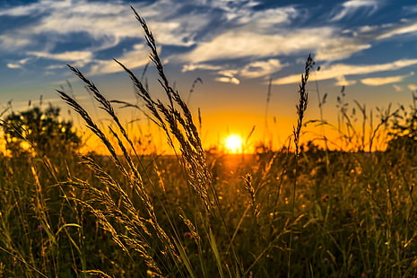 zachód słońca, lato, słońce, łąka, przyroda, krajobraz, Tapety HD HD wallpaper