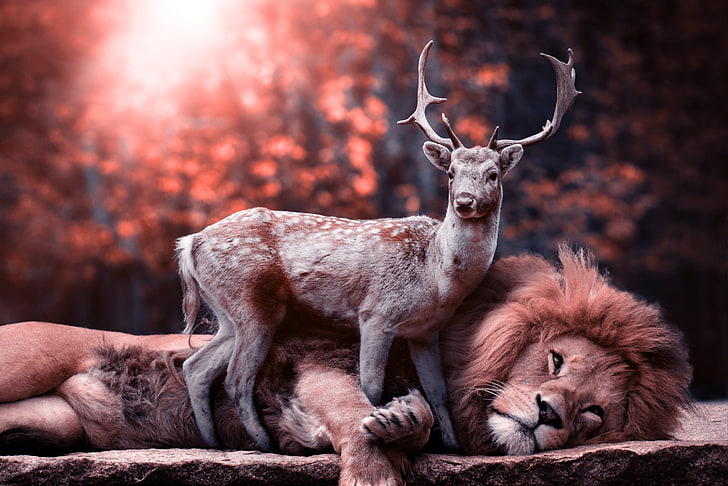 brown deer and lion, lion, deer, wildlife, animals, HD wallpaper