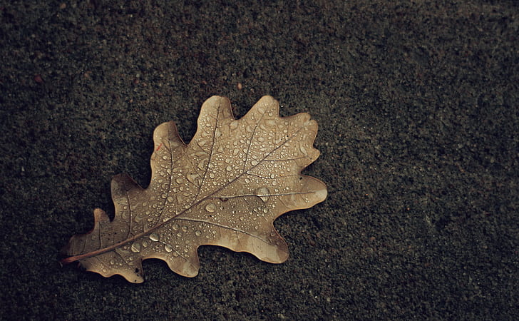 close up photo of dry leaf with water droplets, Sail Away, close up, photo, dry, water droplets, Montreal, Nature, Leaf, Drops, Autumn  Fall, Texture, Minimal, Canon  eos, DSRL, Rebel, 700d, Morning, autumn, season, yellow, close-up, brown, HD wallpaper