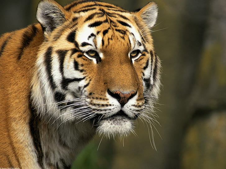 HD harimau, binatang, harimau, Wallpaper HD