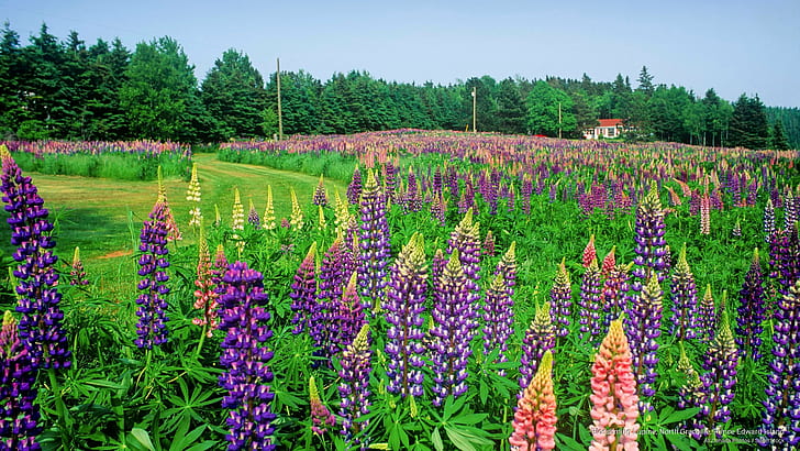 Lupin en fleurs, North Granville, Île-du-Prince-Édouard, Fleurs / jardins, Fond d'écran HD