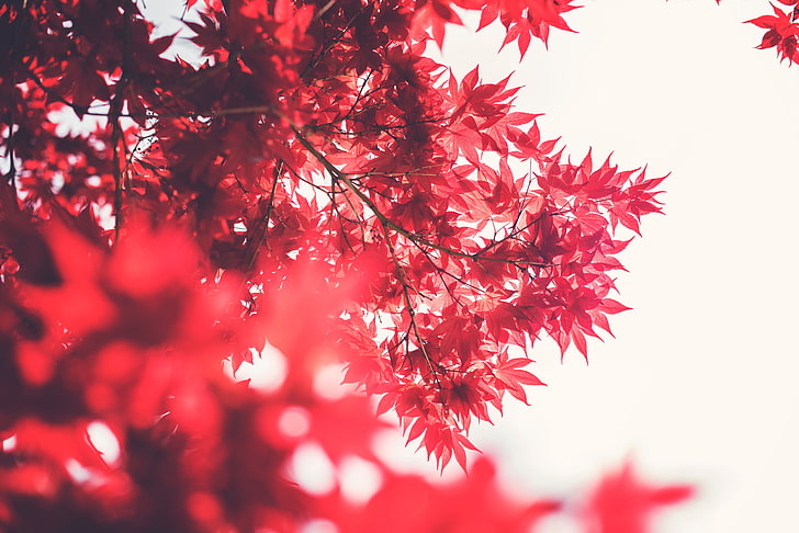red leaves, Maple Tree, depth of field, leaves, sky, blurred, HD wallpaper