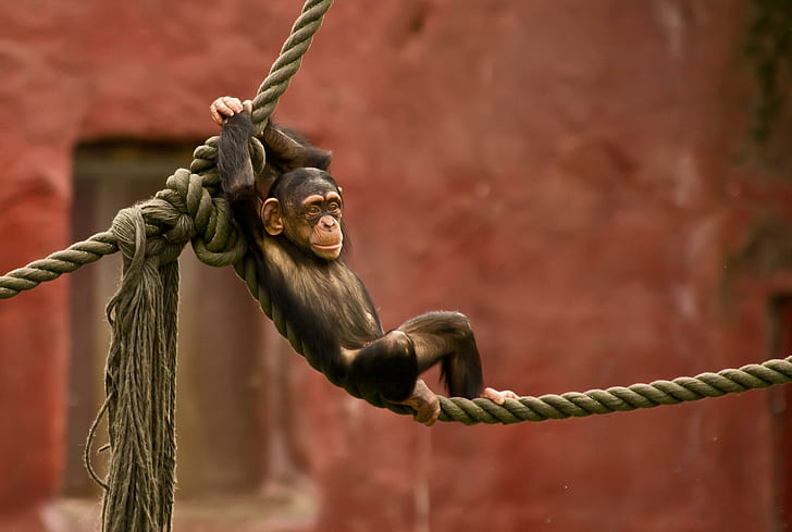 *** Macaco engraçado ***, macaco, corda, animais, HD papel de parede