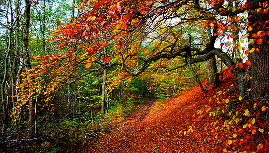Парк, деревья, листья, красный лист дерева, дорога, лес, деревья, листья, красочные, осень, цвета, прогулка, осень, природа, путь, парк, HD обои HD wallpaper