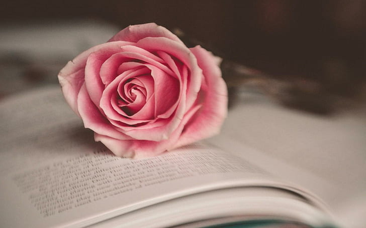 Flower Pink Rose Book Настроение, цвете, розово, роза, книга, настроение, HD тапет