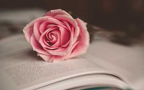 Flower Pink Rose Book Mood, flower, pink, rose, book, mood, HD wallpaper HD wallpaper