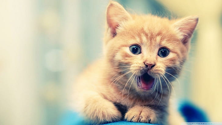 كيتي لطيف للونا (cehenot) ، قطة صغيرة برتقالية ، قطة ، لطيفة ، حيوان ، حيوانات، خلفية HD