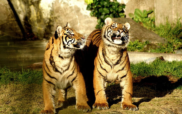 Duo siberiano, fotografía de dos tigres, gatos, siberianos, tigres, salvajes, rayas, animales, Fondo de pantalla HD