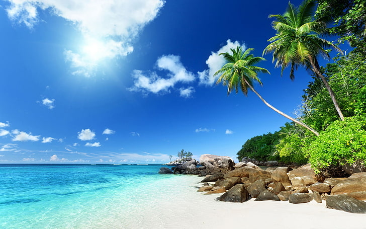 Palm trees paradise beach-Summer Scenery HD Wallpa.., coconut trees, HD wallpaper