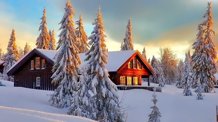 松、霜、凍結、トウヒ、朝、針葉樹、シーン、モミ、木、家、空、12月、雪、冬、雪、家、丸太小屋、 HDデスクトップの壁紙