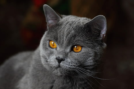 katt, blick, bakgrund, porträtt, nosparti, brittisk korthår, HD tapet HD wallpaper