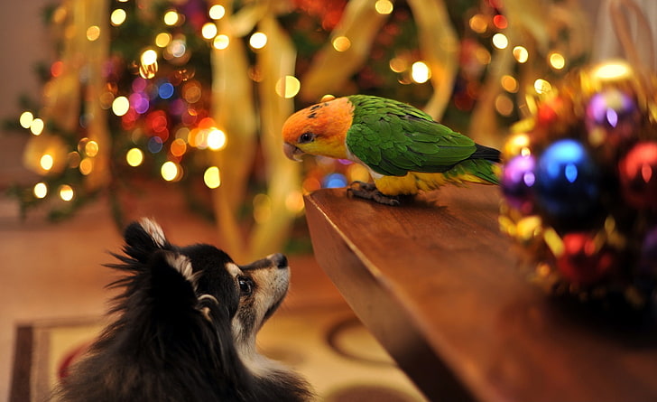 Small Talk, Animals, Pets, Christmas, Funny, Parrot, Ornaments, Cute, dog, bokeh, Pomeranian, HD wallpaper