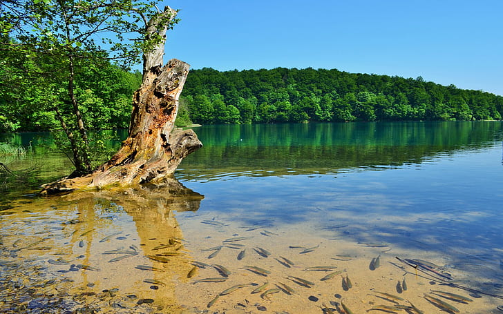 ربيع كرواتيا في بحيرات بليتفيتش ، مياه نقية ، غابة خضراء ، السماء الزرقاء ، السماء ، الجنة ، الجمال ، خلفية سطح المكتب عالية الدقة 2560 × 1600، خلفية HD