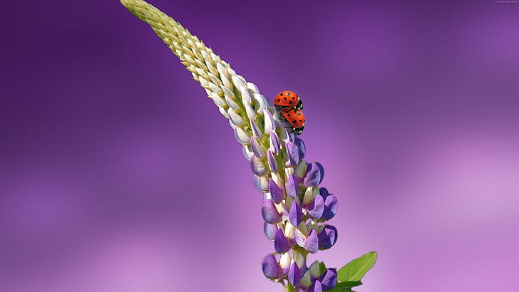 flowers, summer, 5k, 8k, 4k, ladybird, HD wallpaper