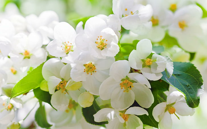 Cherry Blossoms Flowers White Petals Leaves Branches Trees Spring HD Widescreen, flowers, blossoms, branches, cherry, leaves, petals, spring, trees, white, widescreen, HD wallpaper