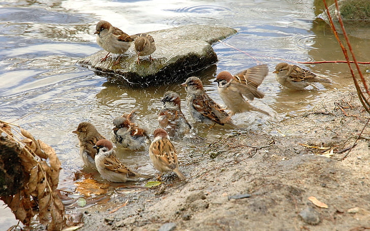 brown birds, sparrows, river, birds, thirst, HD wallpaper