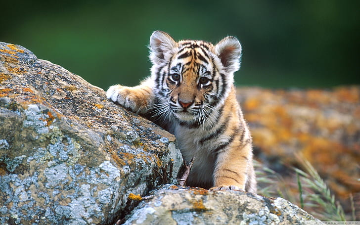 Tigre pequeno, pequeno, tigre, HD papel de parede