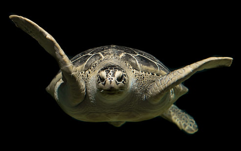 djur, vattenlevande, cc0, dykning, foto, grön, grön havssköldpadda, liv, marin, hav, rev, scuba, hav, havssköldpadda, simma, simning, turkos, sköldpadda, under vattnet, vatten, djurliv, HD tapet HD wallpaper