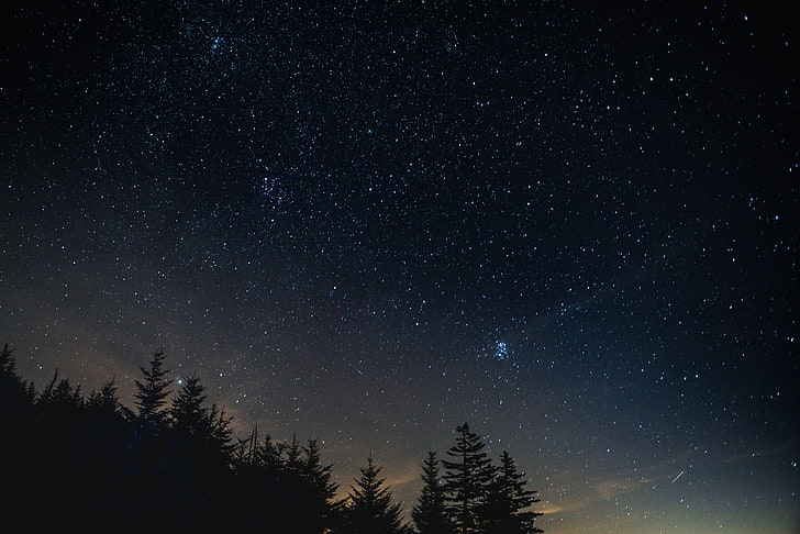 ภาพเงาของต้นสน, ป่า, ต้นไม้, คืนที่เต็มไปด้วยดวงดาว, ธรรมชาติ, วอลล์เปเปอร์ HD