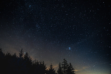 صورة ظلية من أشجار الصنوبر ، والغابات ، والأشجار ، والليلة المرصعة بالنجوم ، والطبيعة، خلفية HD HD wallpaper
