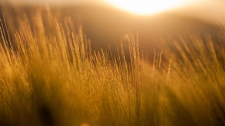 brown glass selective focus photography, nature, filter, photography, field, sun rays, barley, yellow, orange, lights, HD wallpaper