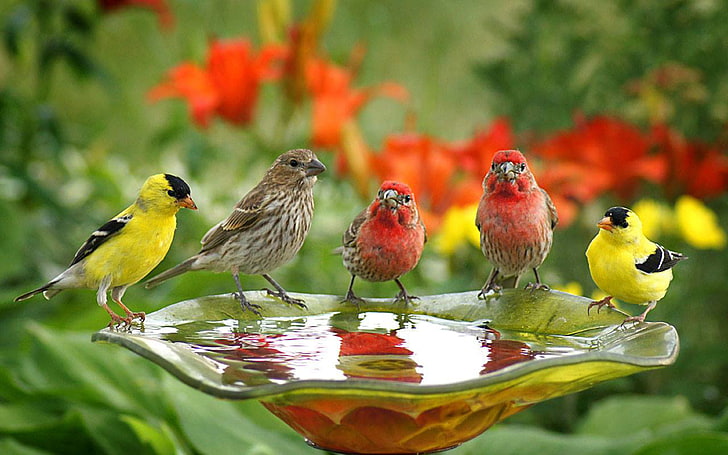 خلفيات طيور طيور لطيفة تشرب الماء، خلفية HD