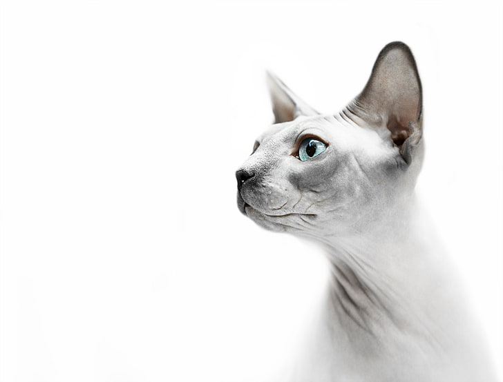 Animal, Sphynx Cat, HD wallpaper