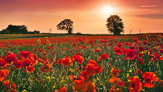 поле с червено маково цвете по време на залез, природа, поле, кученца, пейзаж, дървета, HD тапет HD wallpaper