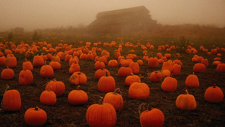 fog, halloween, pumpkins, spooky, HD wallpaper