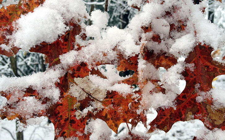 maple leaf with snow, winter, leaves, trees, snow, photography, nature, HD wallpaper