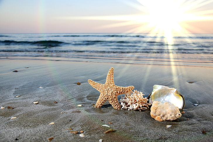 étoile de mer, sable, mer, vague, plage, ciel, eau, nuages, océan, rivage, horizon, surf, coquille, étoile de mer, Fond d'écran HD